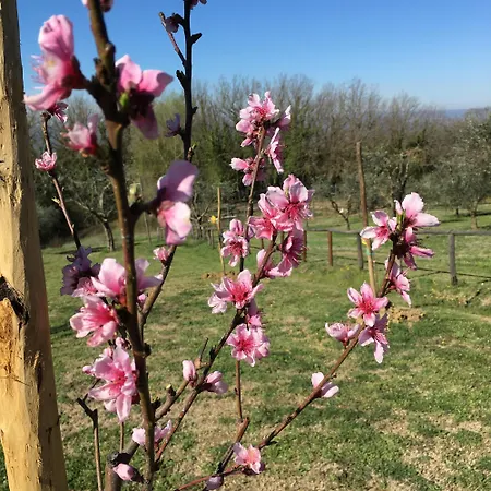 Podere Dell' Olmo Σπίτι διακοπών