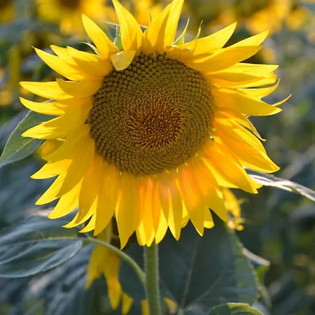 Σπίτι διακοπών Podere Dell' Olmo