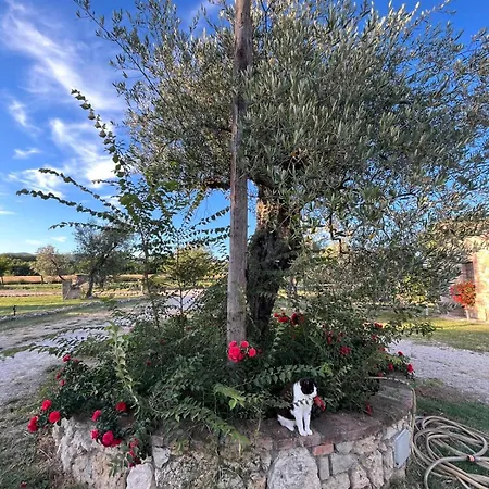 Podere Dell' Olmo * Amelia