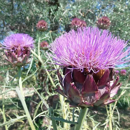 Podere Dell' Olmo * Amelia