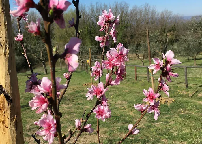 Podere Dell' Olmo Casa de Férias