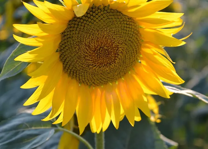 Casa de Férias Podere Dell' Olmo