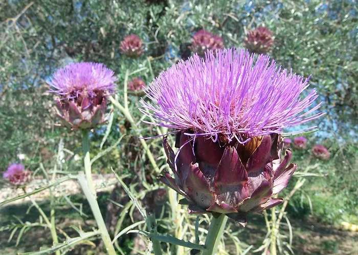 Podere Dell' Olmo * Amelia